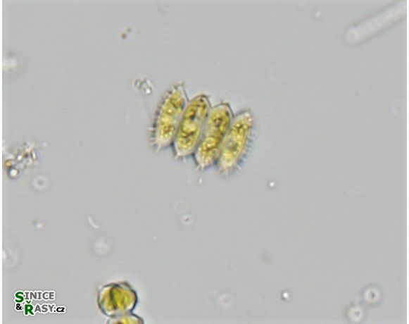 Desmodesmus serratus