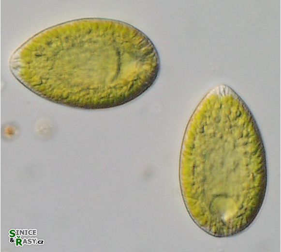 Vacuolaria