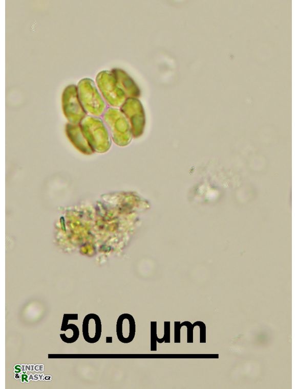 Scenedesmus disciformis