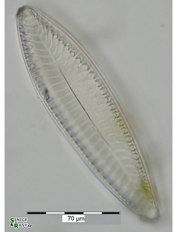Surirella minuta