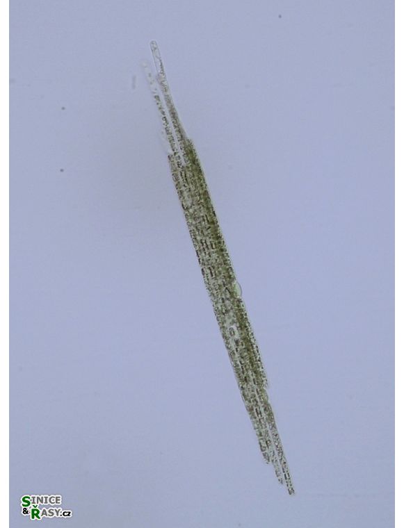 Aphanizomenon flos-aque