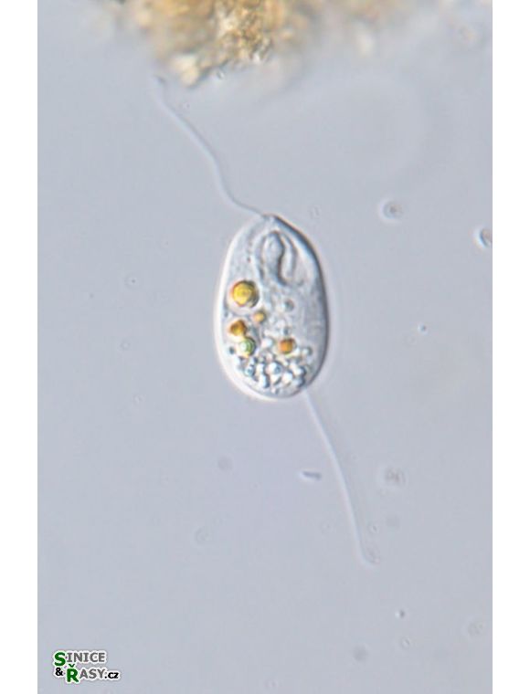 Anisonema acinus