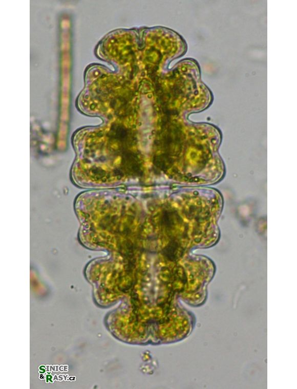Euastrum oblongum