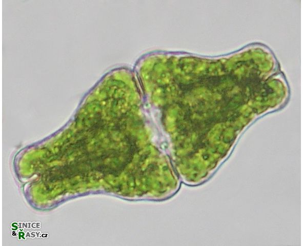 Euastrum ansatum