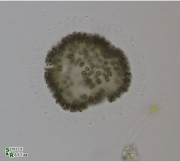 Woronichinia naegeliana