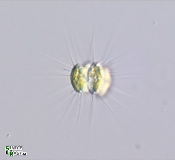 Dicellula planctonica