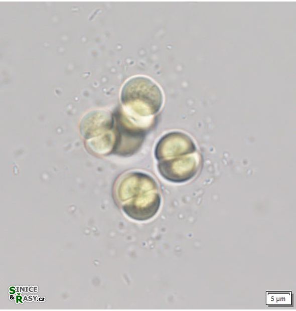 Limnococcus limneticus