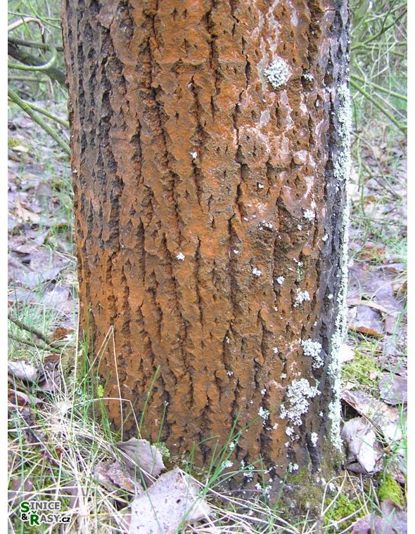 Trentepohlia umbrina