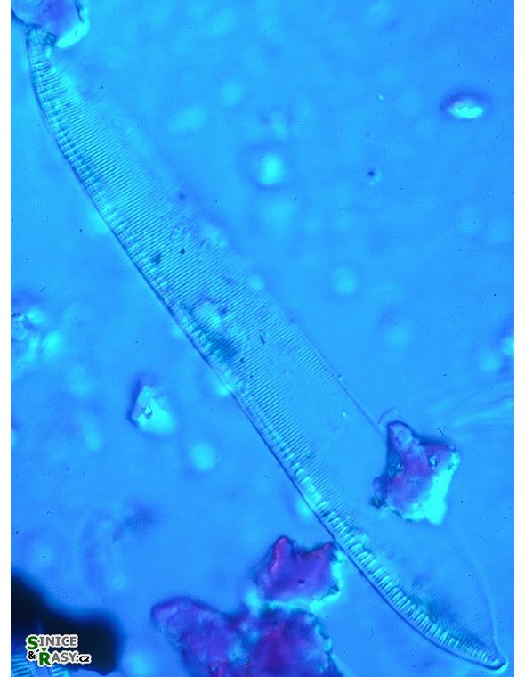 Nitzschia dubia