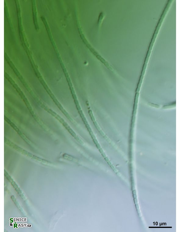 cf. Arthronema