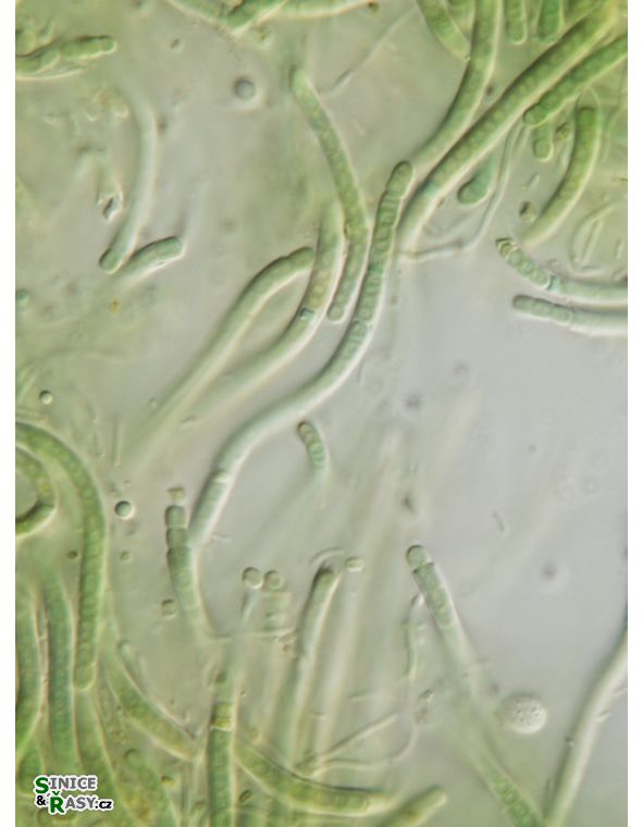 cf. Phormidesmis