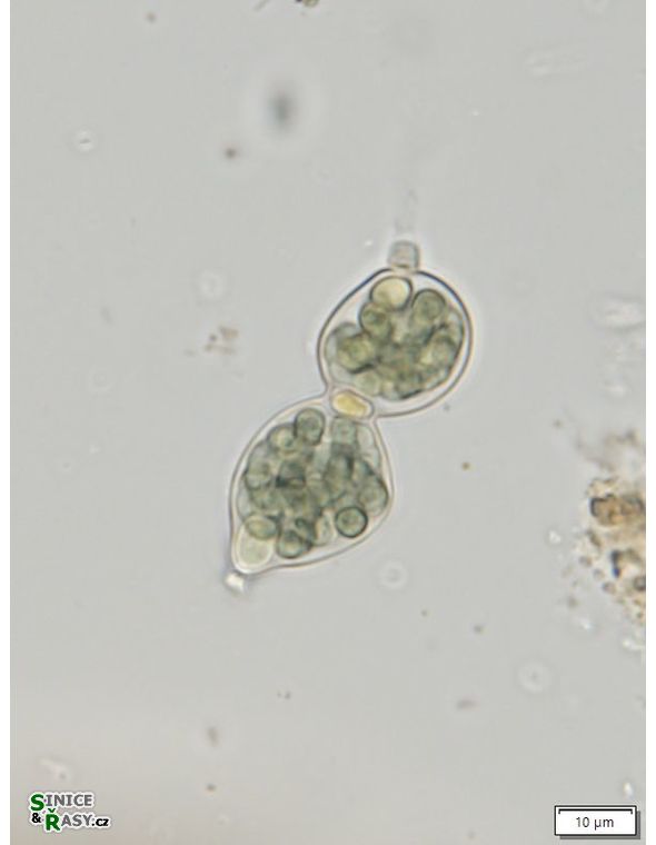 Nostoc