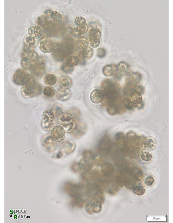 Microcystis viridis