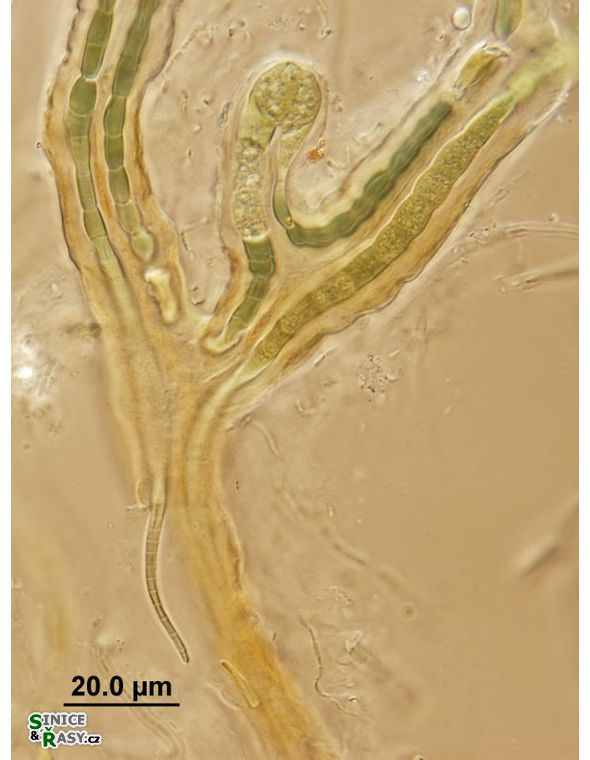 Kyrtuthrix dalmatica
