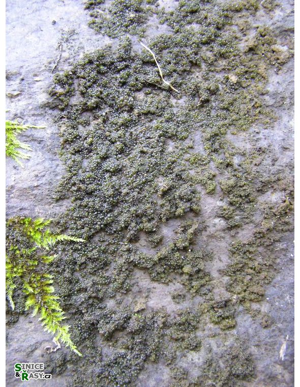 Nostoc cf. punctiforme