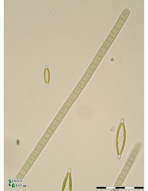 Phormidium