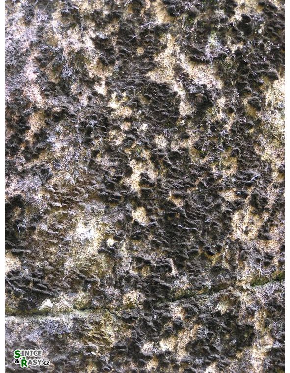 Stigonema panniforme