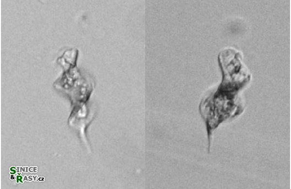 Phacus smulkowskianus