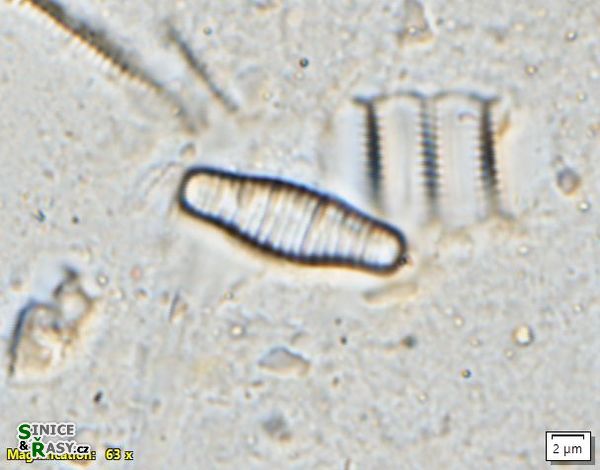 Fragilariforma bicapitata