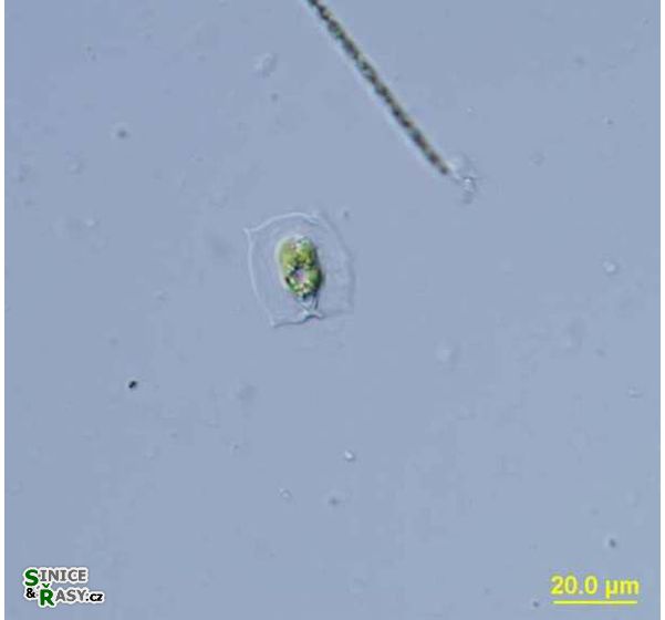 Pteromonas aculeata