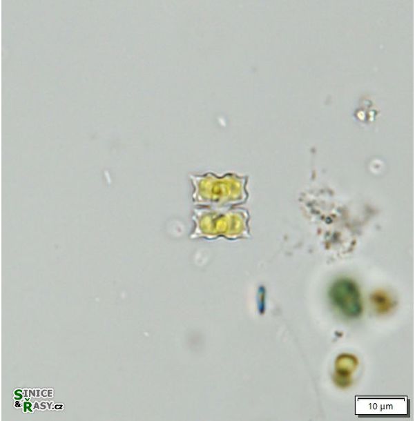 cosmarium dilatatum