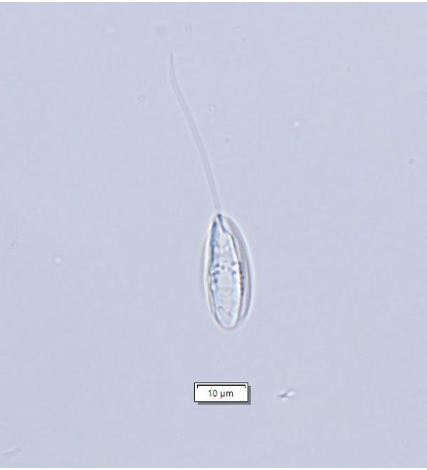 Notosolenus iurassicus