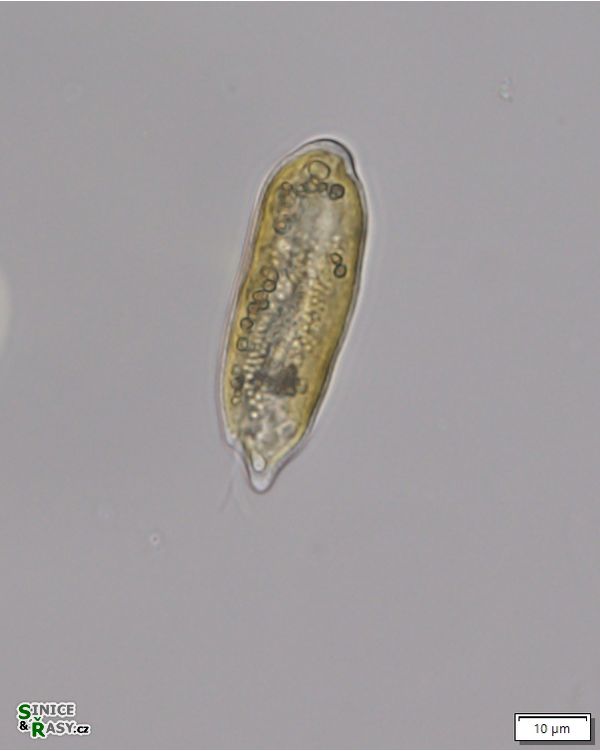 Cryptomonas curvata