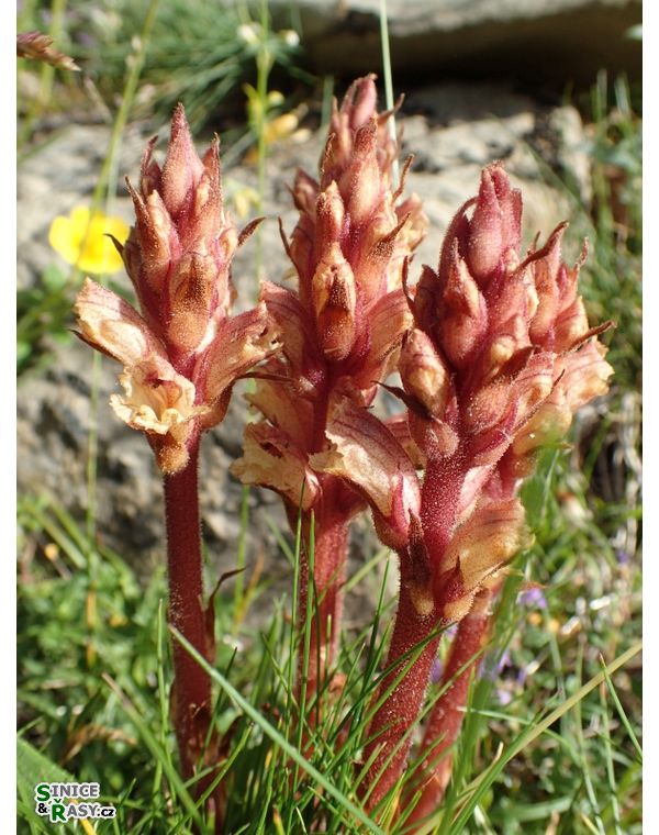 mezioborov-exkurze_2019_28