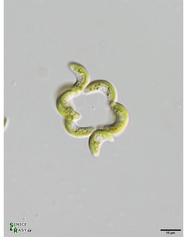 Tetrallanthos lagerheimii