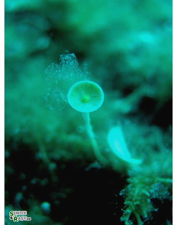 Acetabularia acetabulum