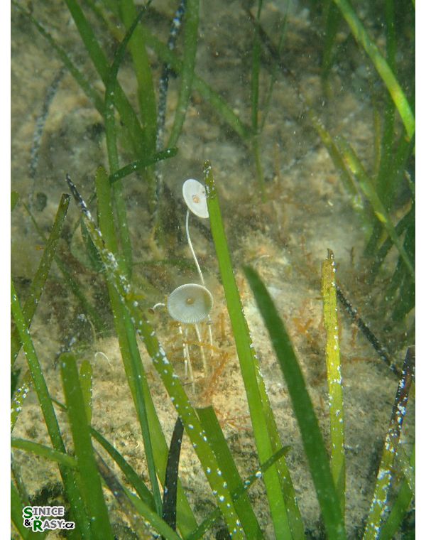 Acetabularia acetabulum