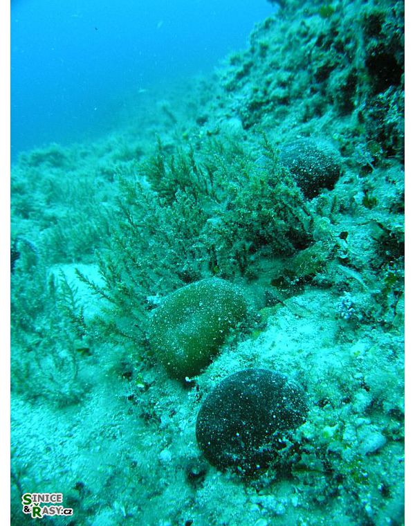 Codium bursa
