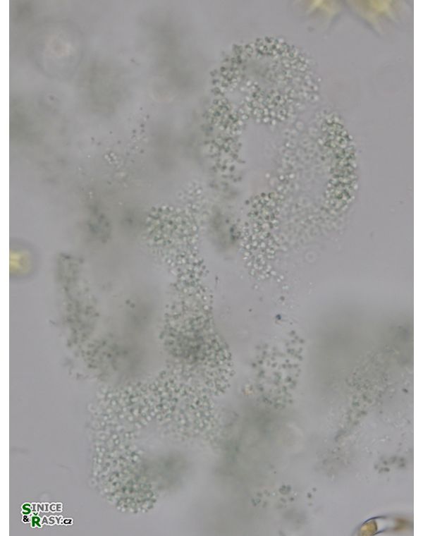 Aphanocapsa holsatica