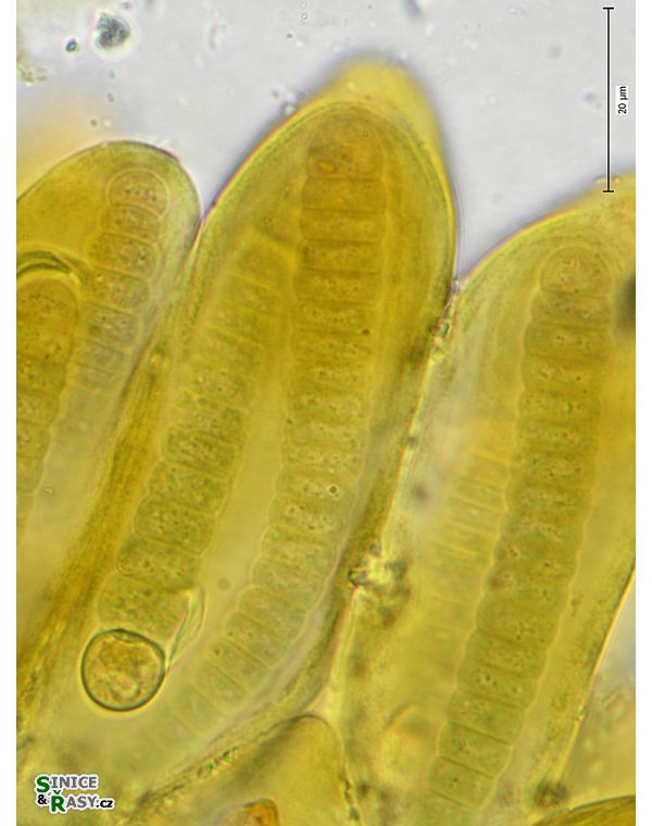 Tolypothrix elenkinii