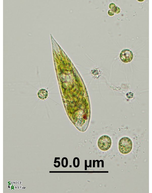 Euglena viridis