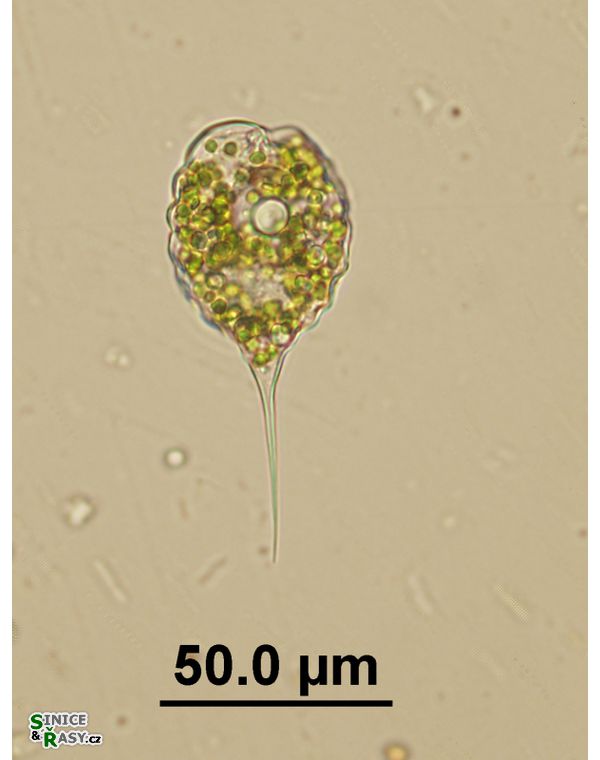 Phacus orbicularis