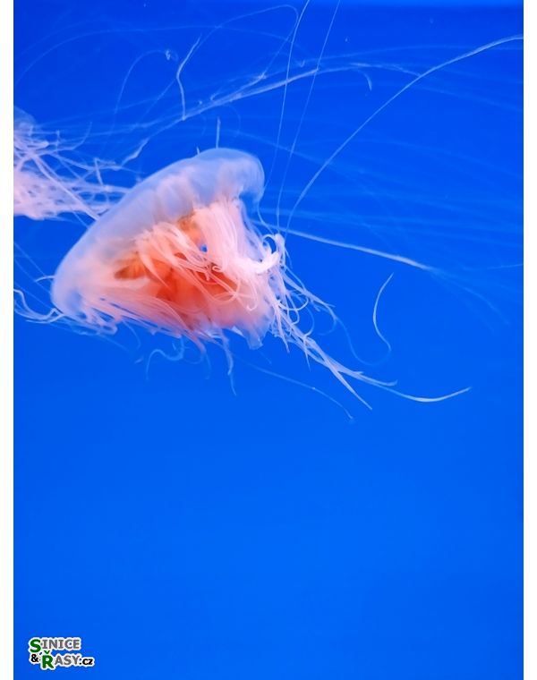 Cyanea capillata
