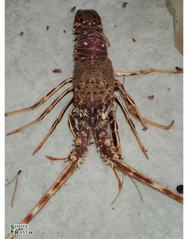 Palinurus elephas