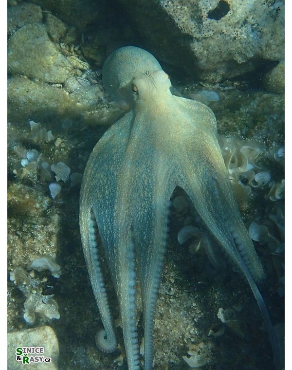 Octopus vulgaris