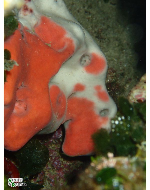 Petrosia ficiformis
