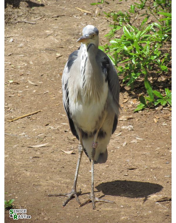 Ardea cinerea