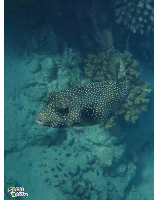 Arothron hispidus