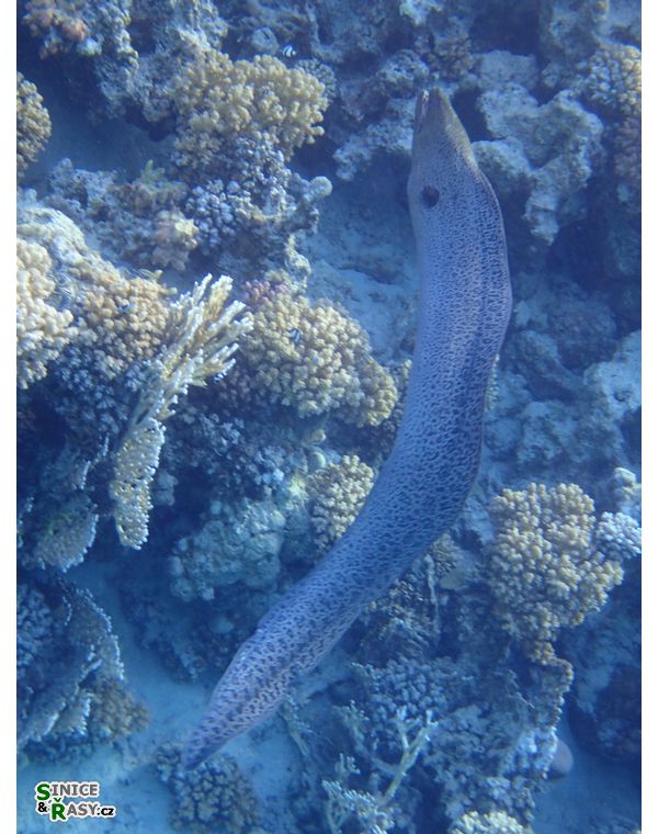 Gymnothroax javanicus