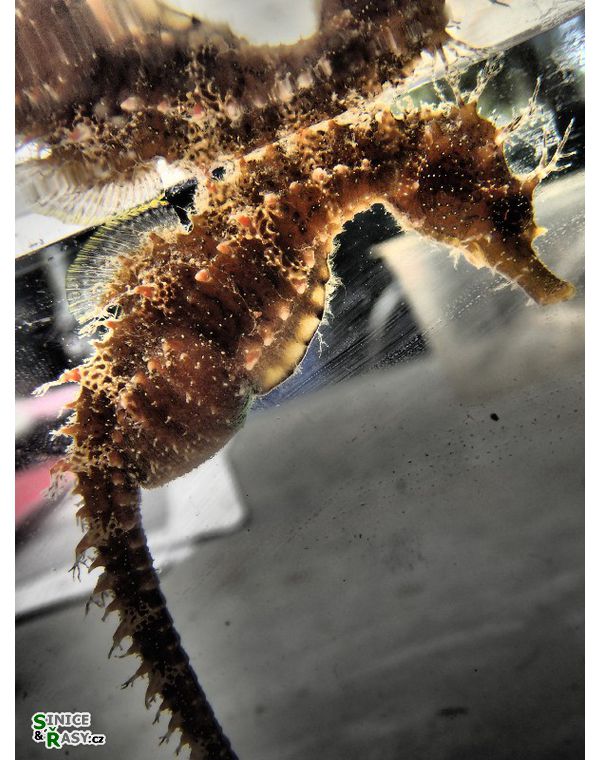 Hippocampus ramulosus 