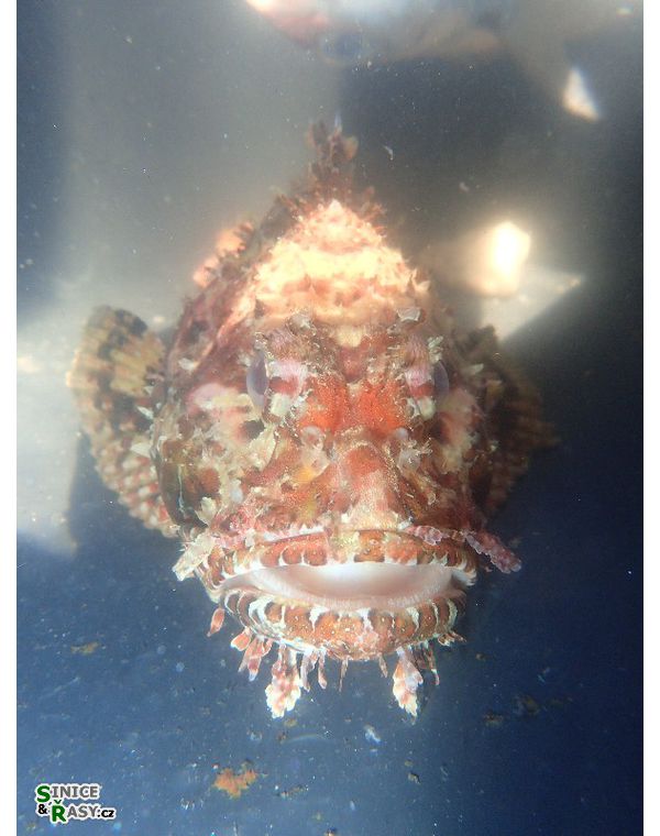 Scorpaena scrofa