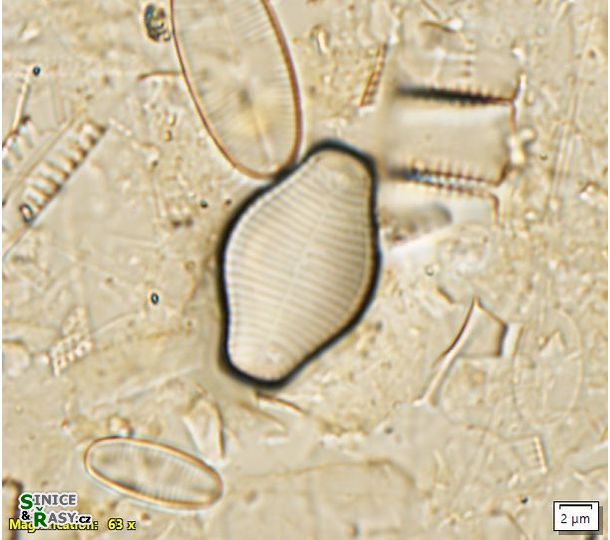 Fragilariforma virescens