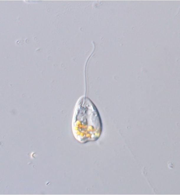 Petalomonas angusta