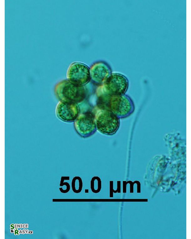 Coelastrum astroideum 