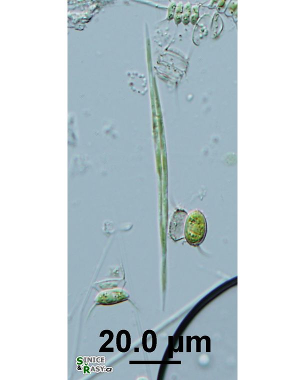 Monoraphidium griffithi