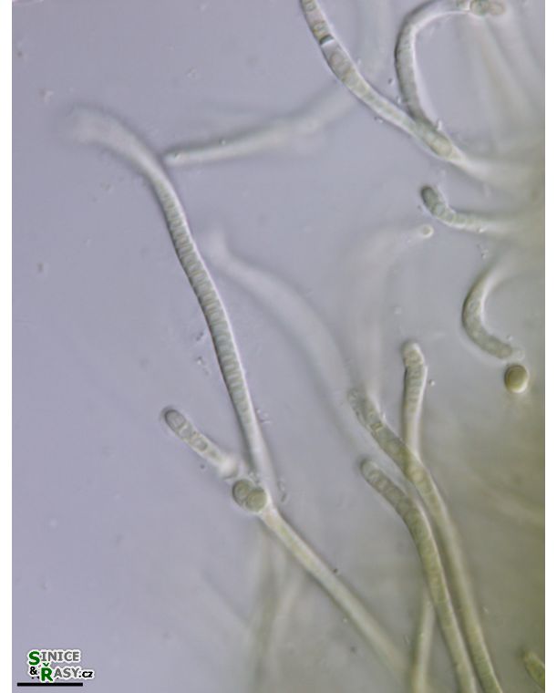cf. Phormidesmis